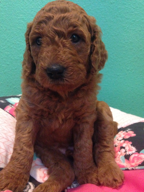 Third Generation Goldendoodle Puppies 