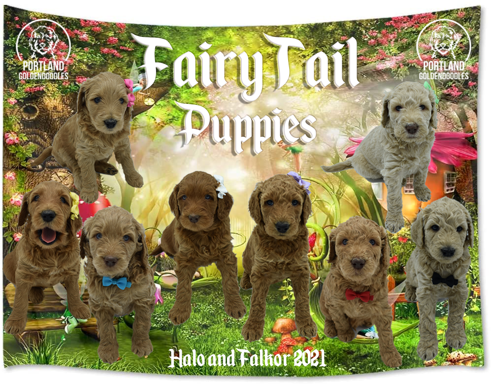 goldendoodle puppies portland oregon