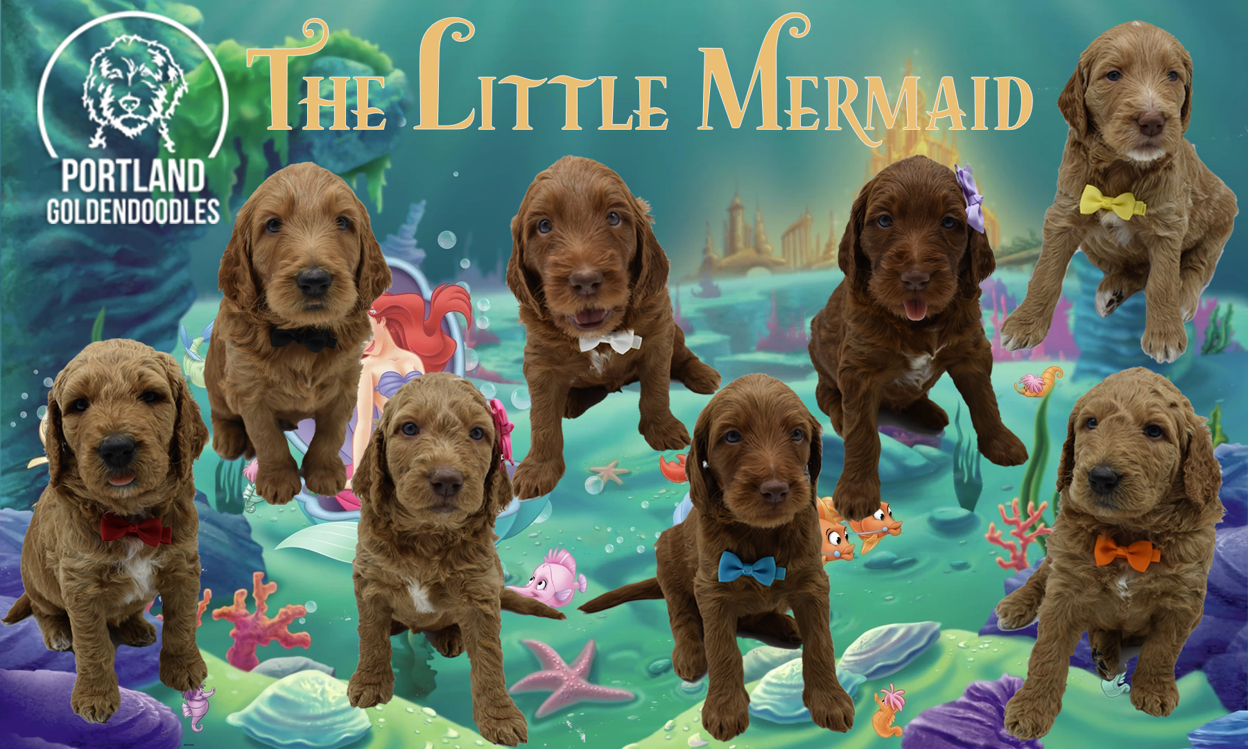 goldendoodle puppies portland oregon