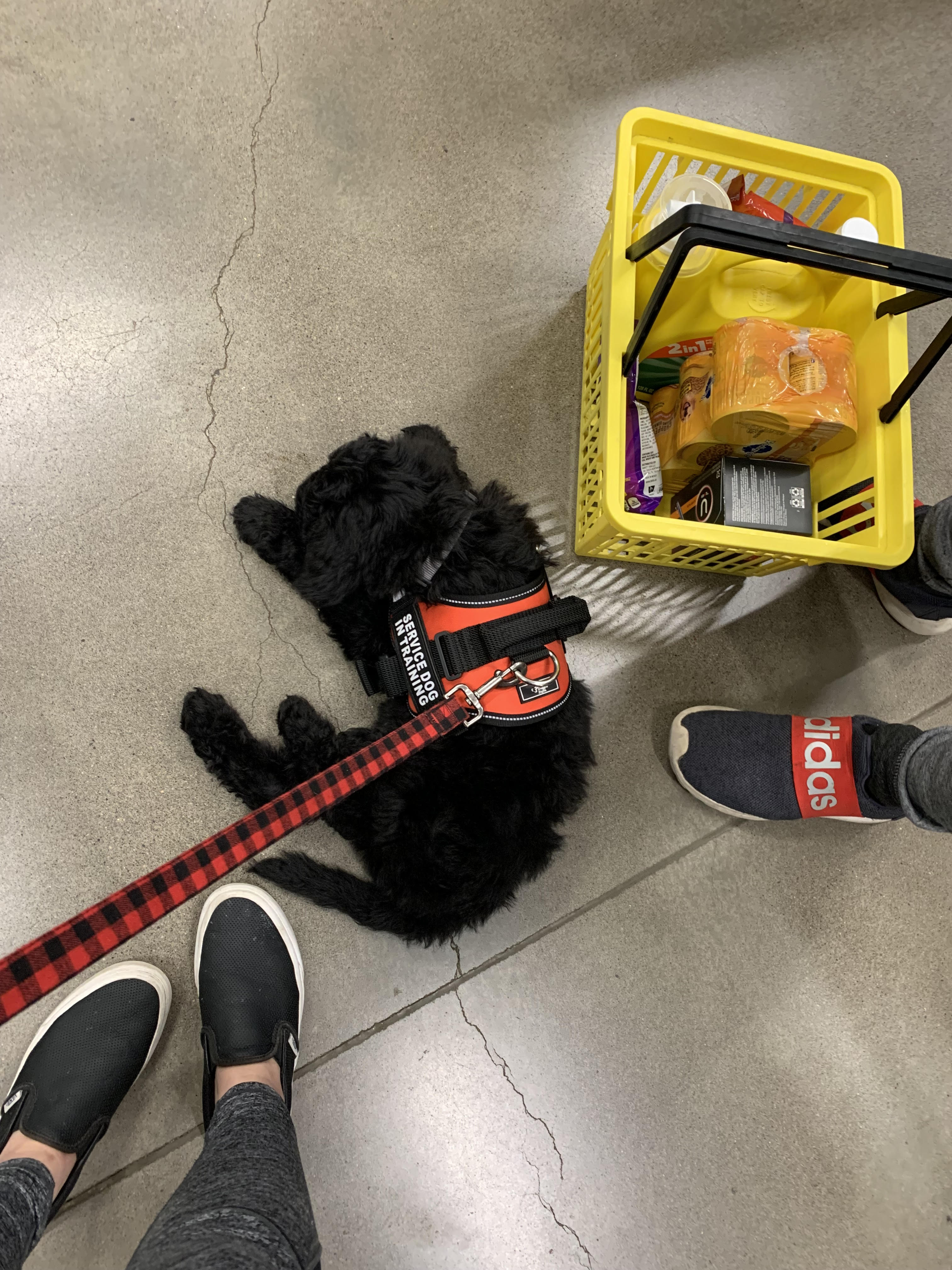 portland goldendoodles